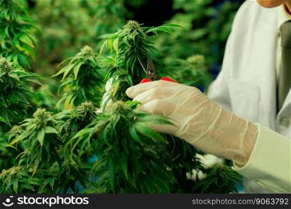 Closeup scientist gently trims gratifying cannabis plant leaves with secateurs to ensure high quality in curative indoor medical cannabis farm. Concept of grow facility cannabis cultivation.. Scientist trim gratifying cannabis plant leaf with secateurs in grow facility.