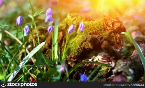 Closeup scilla siberica flower near logs.