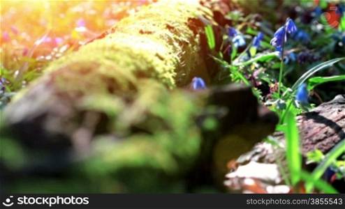 Closeup scilla siberica flower near logs.