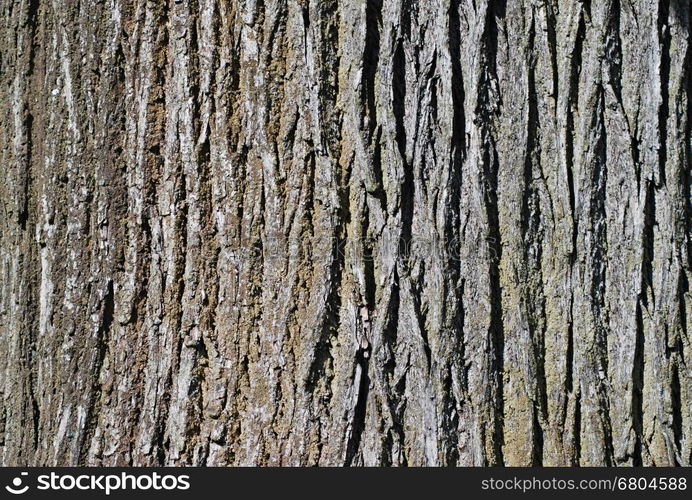 Closeup shoot of bark of old tree.