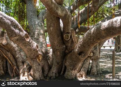 Closeup shot a the Banyan tree in Lahaina on Maui, Hawaii.