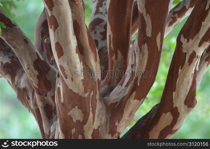 Closeup shot of a Crape Myrtle tree, unusual variations in wood color