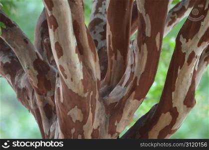 Closeup shot of a Crape Myrtle tree, unusual variations in wood color