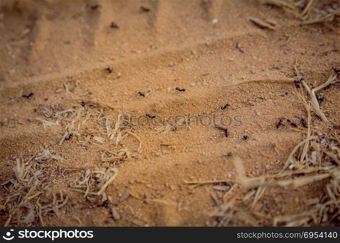 Closeup shot of a group of black ants walking on dirt.