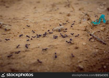 Closeup shot of a group of black ants walking on dirt.