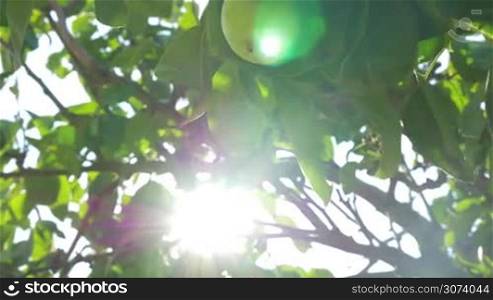 Closeup shot of a pear growing on the tree in sunny day, hand of unseen person is picking it off.