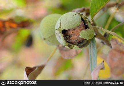 Closeup shot of a ripe walnut on tree