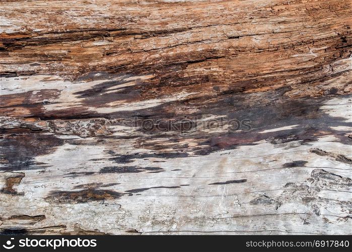 Closeup shot of a section of a driftwood log.
