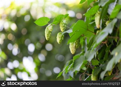 Closeup shot of a summer hop garden in full bloom.. Blooming hops on the bush, close up.