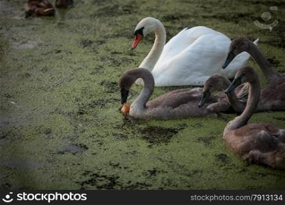 Closeup shot of adult swan and cygnet drinking water at lake
