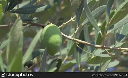 Closeup shot of an olive growing on the tree, hand of unseen person is picking it off.