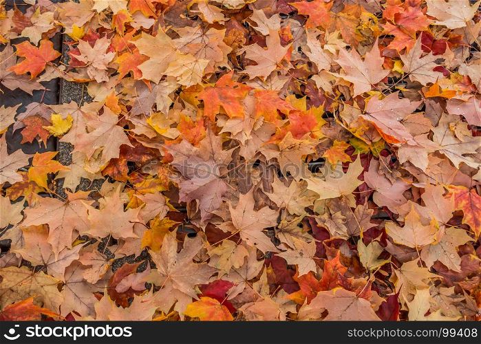 Closeup shot of Autum leaves on the ground.
