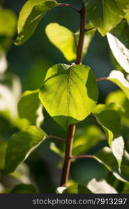Closeup shot of backlit fresh green leaf on branch