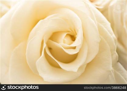 Closeup shot of beautiful white rose