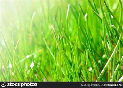 Closeup shot of bright green chive grass.