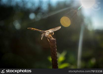 Closeup shot of dragonfly sitting on branch at sunny day