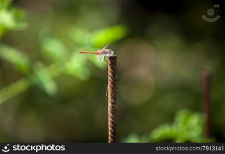 Closeup shot of dragonfly sitting on branch at sunny day in garden