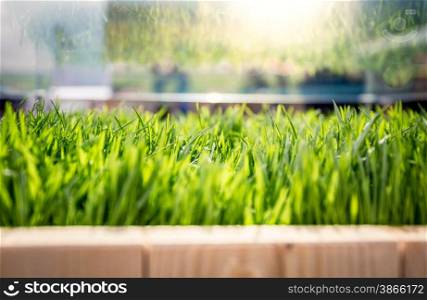 Closeup shot of fresh green grass growing in wooden at sunny day