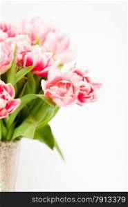 Closeup shot of fresh pink tulips in vase against white background