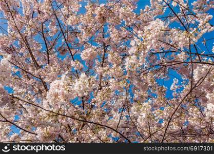 Closeup shot of pink Cherry blossoms.