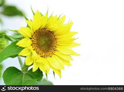 Closeup shot of sunflower with white background. Blank space for your text.