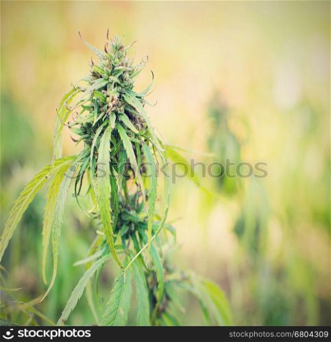 Closeup shot of the green Cannabis plant.