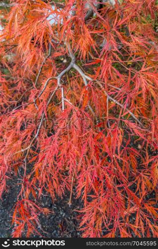 Closeup shot of the leaves of a Japanese Maple tree. Background or texture.