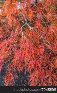 Closeup shot of the leaves of a Japanese Maple tree. Background or texture.