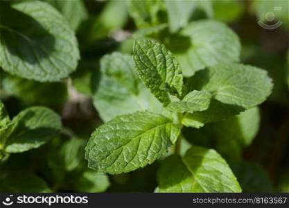 Closeup shot of the leaves of young peppermint plant  lat. Mentha piperita   Selective Focus, Focus on the tip of the small leaves on top of the right stalk . Leaves of Young Peppermint Plant