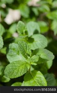 Closeup shot of the leaves of young peppermint plant  lat. Mentha piperita   Selective Focus, Focus one third into the image . Leaves of Young Peppermint Plant