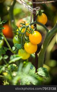 Closeup shot of yellow tomatoes growing on garden bed at sunny day