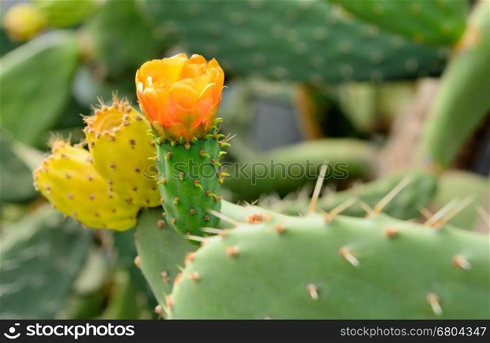 Closeup shot with orange prickly pear flower.