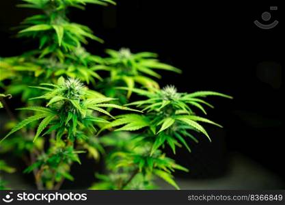 Closeup single cannabis plants with gratifying full grown buds ready to be harvested in curative indoor medicinal cannabis farm. Cannabis plant in grow facility for high quality.. Closeup single cannabis plant with gratifying full grown bud ready for harvested