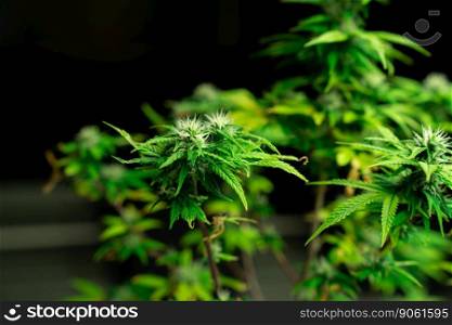 Closeup single cannabis plants with gratifying full grown buds ready to be harvested in curative indoor medicinal cannabis farm. Cannabis plant in grow facility for high quality.. Closeup single cannabis plant with gratifying full grown bud ready for harvested