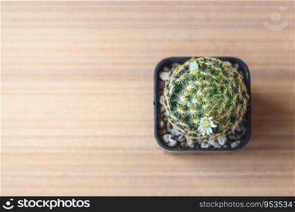Closeup small cactus (Mammillaria schiedeana) on wooden plate with sunlight through the window