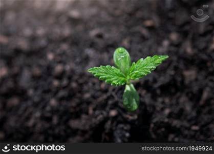 closeup small cannabis tree from seed growth step in garden