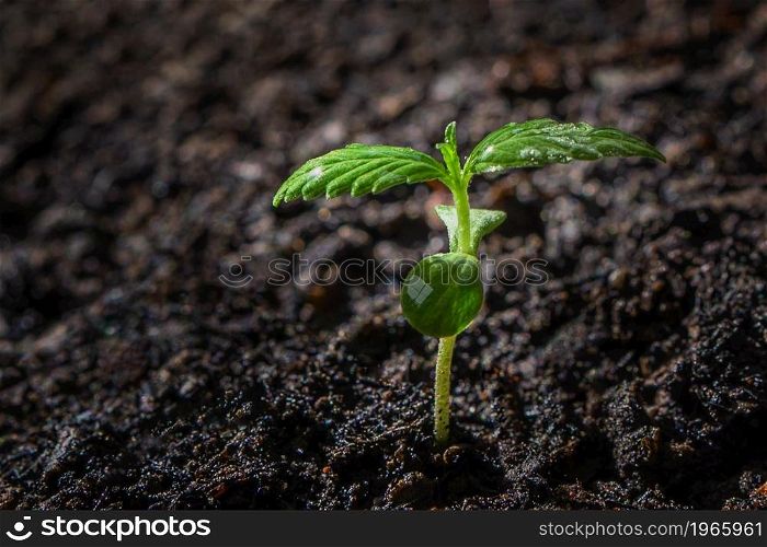 closeup small cannabis tree from seed growth step in garden