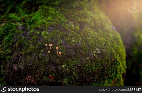Closeup small mushroom growing on green moss in forest. Selective focus mushroom on beautiful green moss background. Green moss covered on a tree trunk. Nature wallpaper. Wet green moss in forest.
