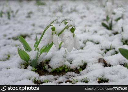 Closeup Snowdrops and snow in spring forest