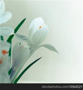 Closeup soft focus view of white crocus flowers in bloom on white background. Instagram square format