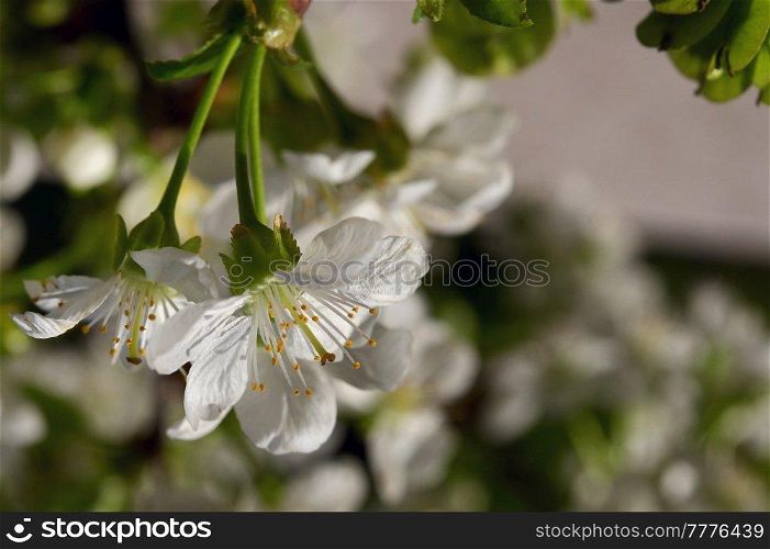 Closeup Spring with cherry flowers 