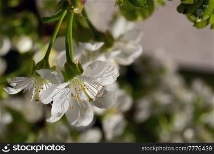 Closeup Spring with cherry flowers 