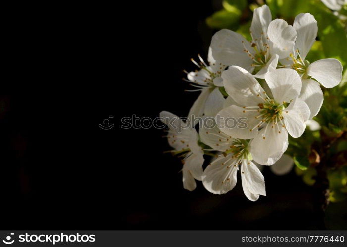 Closeup Spring with cherry flowers 