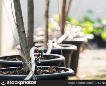 Closeup Sprinkler watering tree on flowerpot.