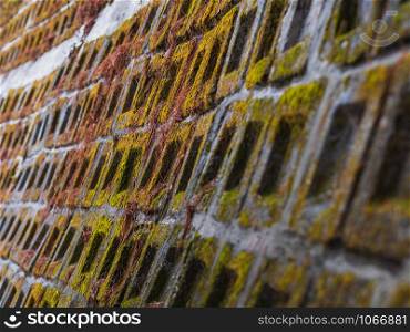 Closeup stone wall textured in shallow depth of field covered with green moss. Abstract background with selective focus.