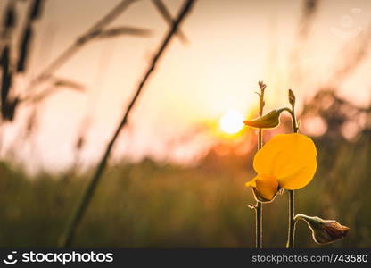 Closeup Sunhemp or Crotalaria juncea flower field,evening sunlight background.