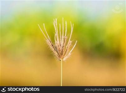 Closeup Swollen Finger Grass (Chloris barbata) flower near the rice paddy field with nature blurred background.