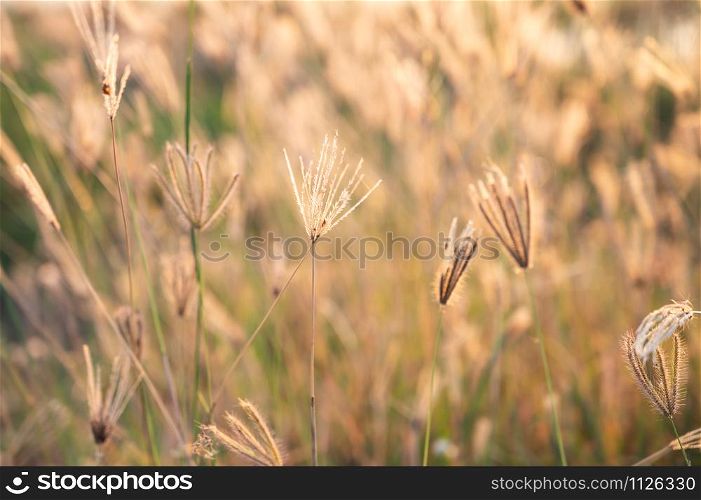 Closeup Swollen Finger Grass (Chloris barbata) seedheads near the rice paddy field with sunlight in the morning. Beautiful nature blurred background.