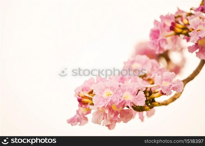Closeup Tabebuia Rosea flower, aka Pink Poui, Pink Tecoma and Rosy Trumpet tree, Macro Thai cherry blossom or sakura in spring season isolated on white with copy space for text. Beauty in Nature.