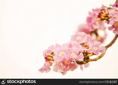 Closeup Tabebuia Rosea flower, aka Pink Poui, Pink Tecoma and Rosy Trumpet tree, Macro Thai cherry blossom or sakura in spring season isolated on white with copy space for text. Beauty in Nature.